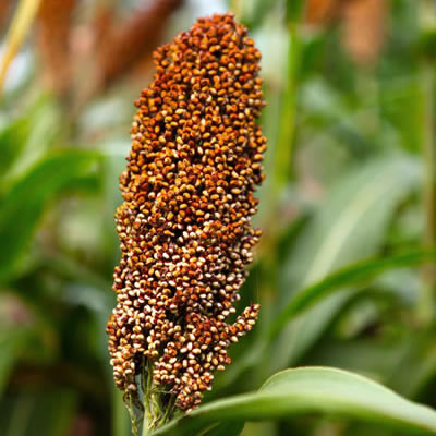 sorghum kernels