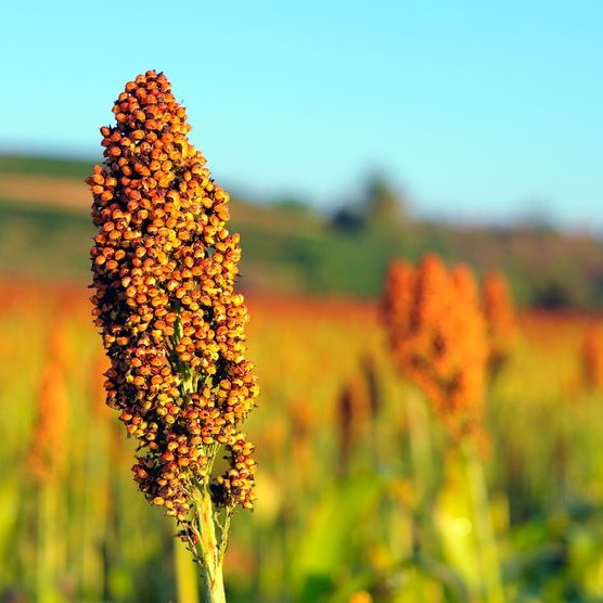 waxy sorghum flour