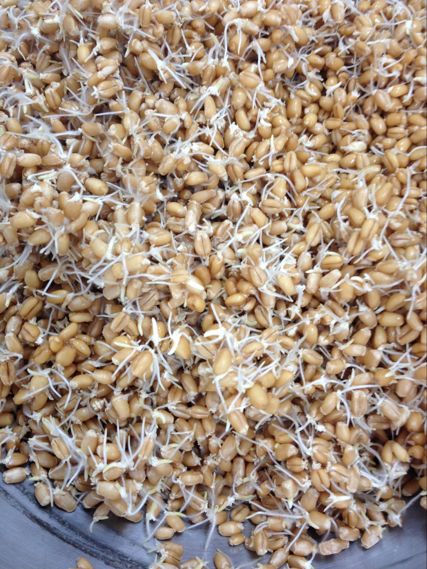 How to Make Sprouted Wheat Berries for Sprouted Grain Bread