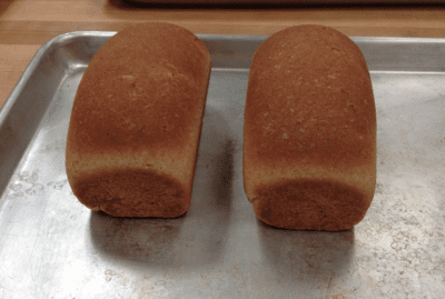 sprouting wheat bread sprouts 