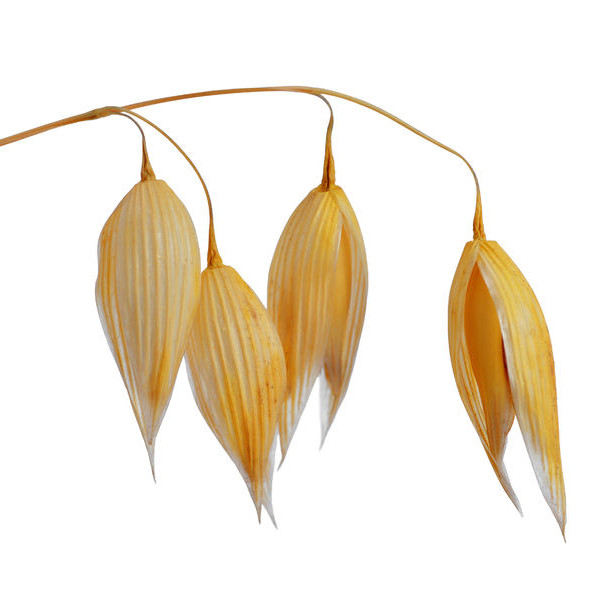 Oat fiber Oat fiber is made from grinding the hulls.