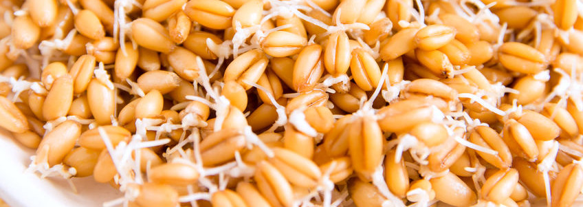 Just How Hot are Sprouted Grains?