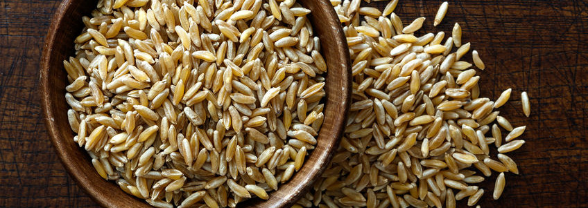 Baking with Ancient Grains: Khorasan Wheat