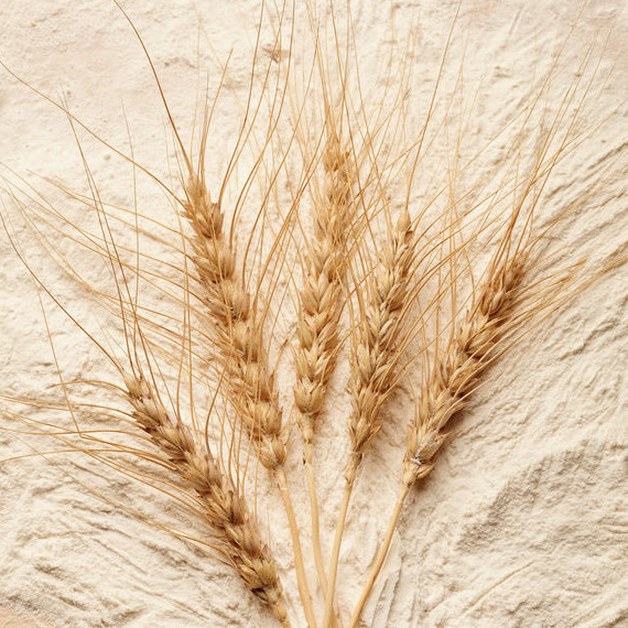 Some varieties of resistant starch are made from wheat and can help fortify bread products.