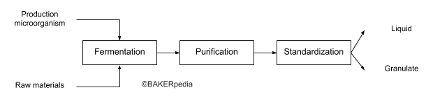 A block diagram that summarizes the commercial production of lipase.