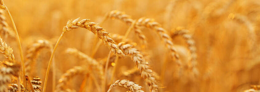 Wheat Allergy Causes and Symptoms