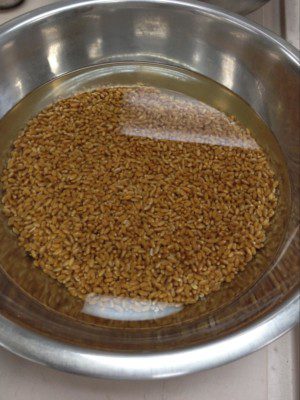 sprouting wheat berries sak