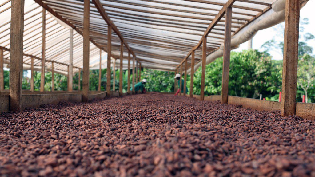 Drying cocoa beans