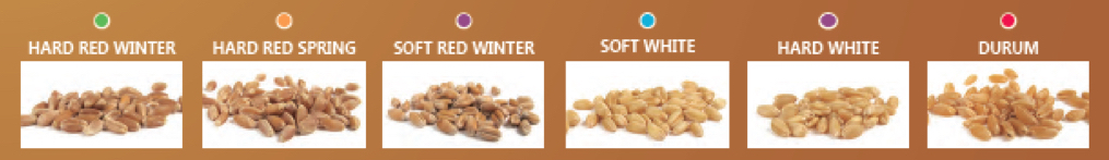 Types of wheat