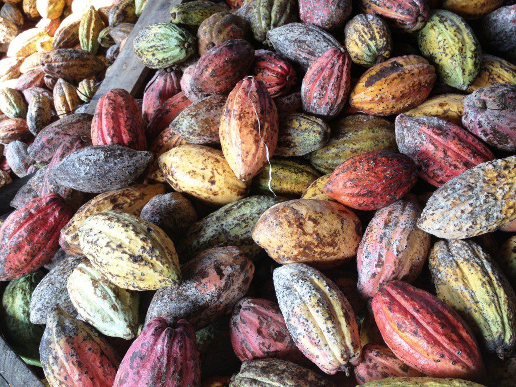 Cocoa pods on their way to be made into chocolate. 